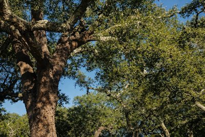 The Story of Cork