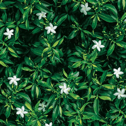 88638-1 Jasmine garden