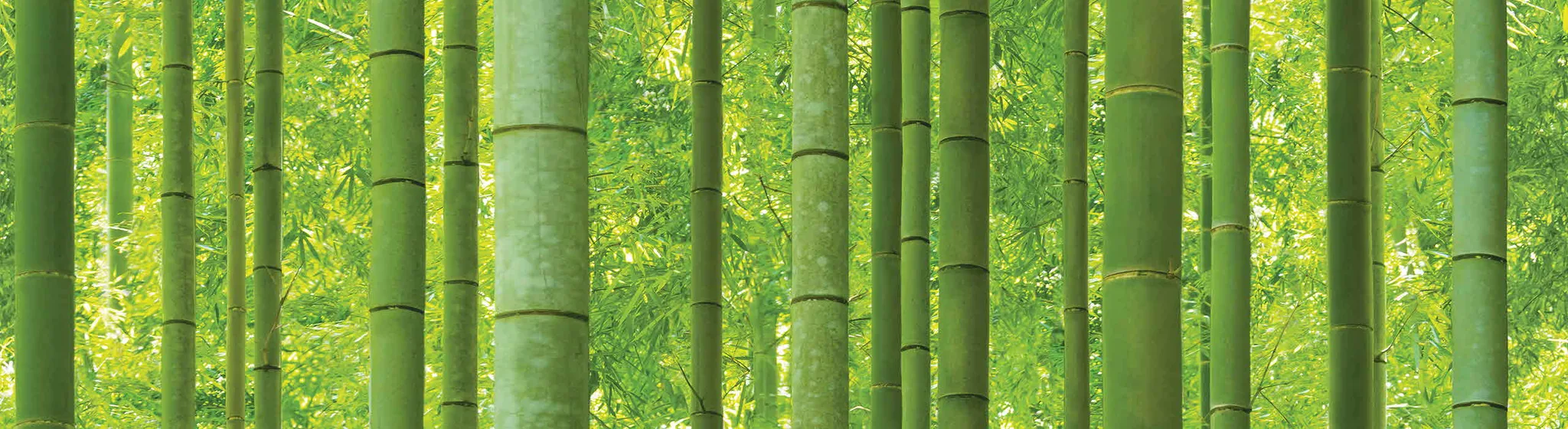 88423-1 Sunshine bamboo