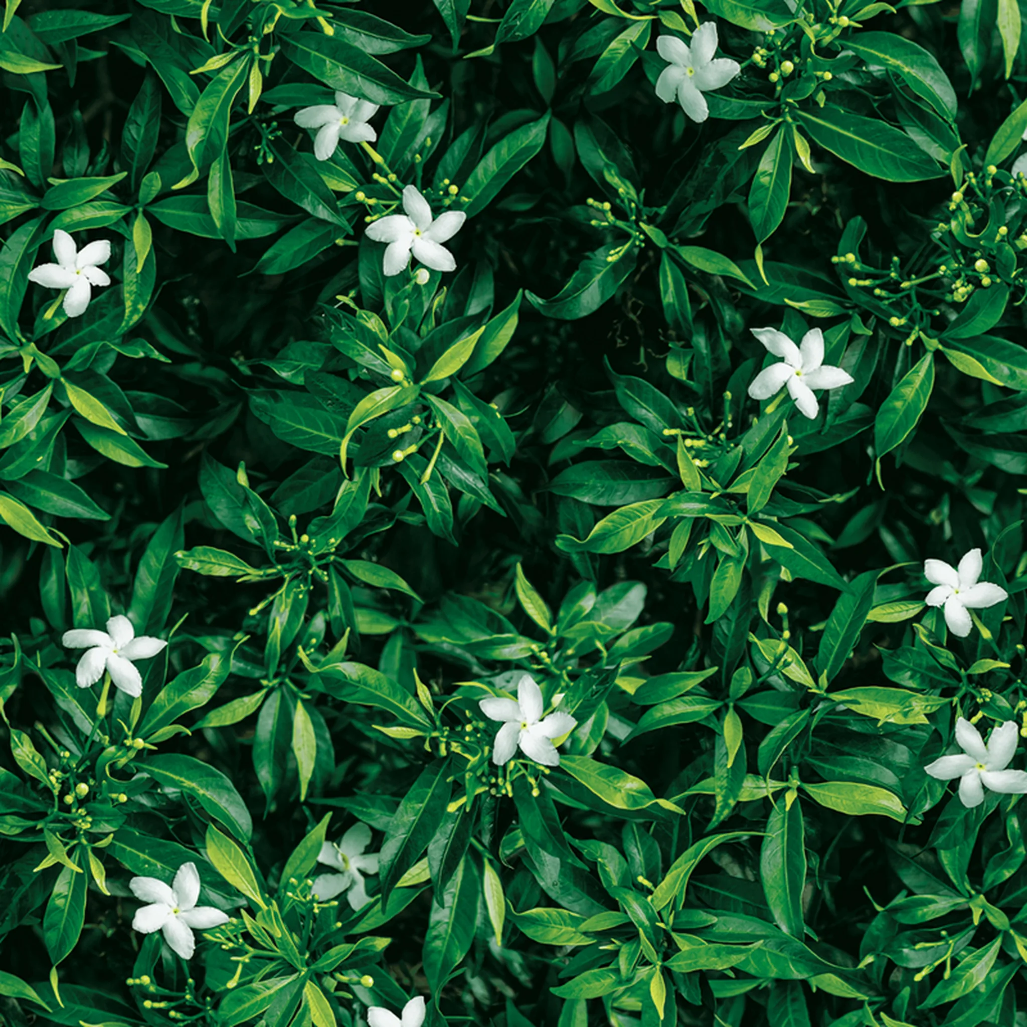 88638-1 Jasmine garden