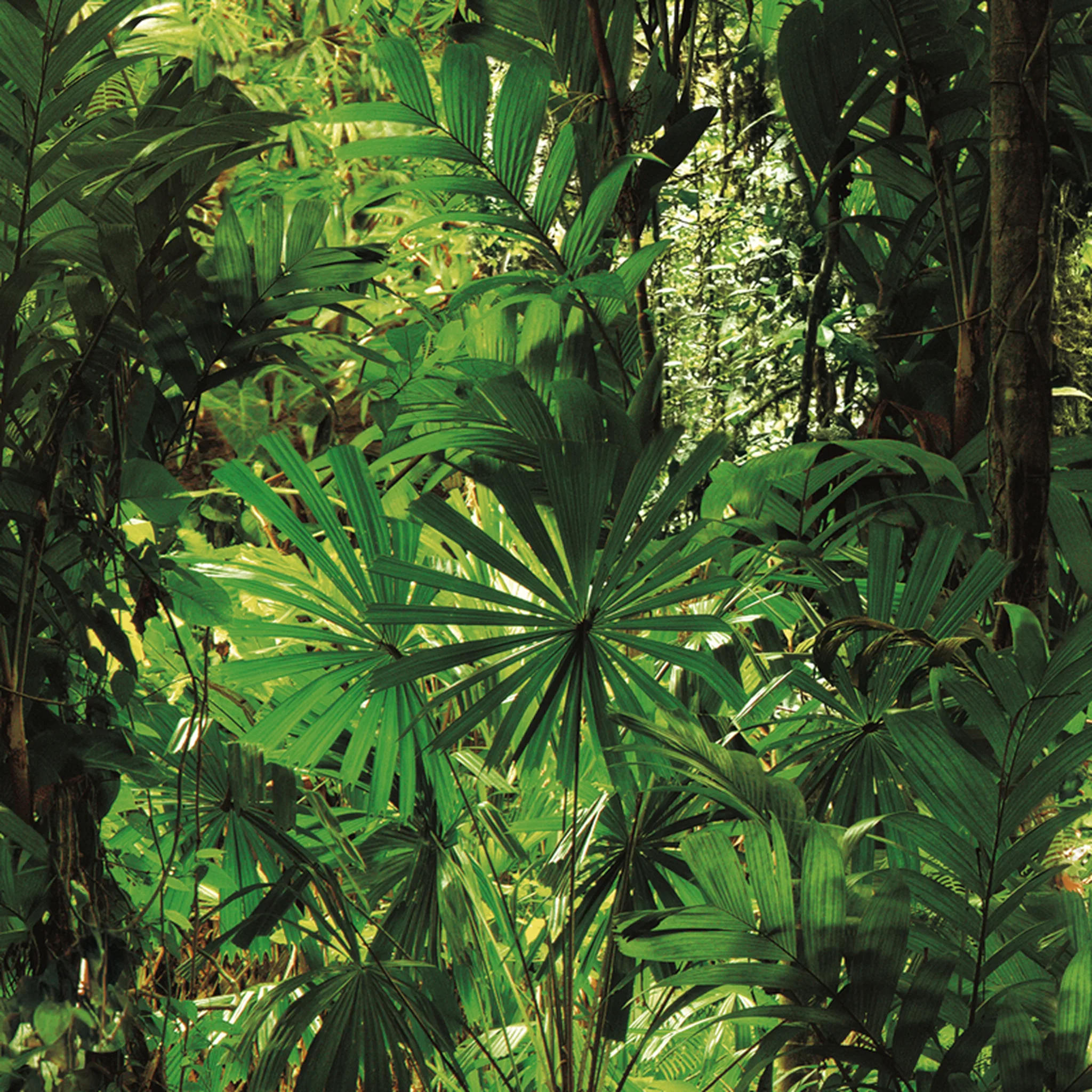 88639-1 Jungle book